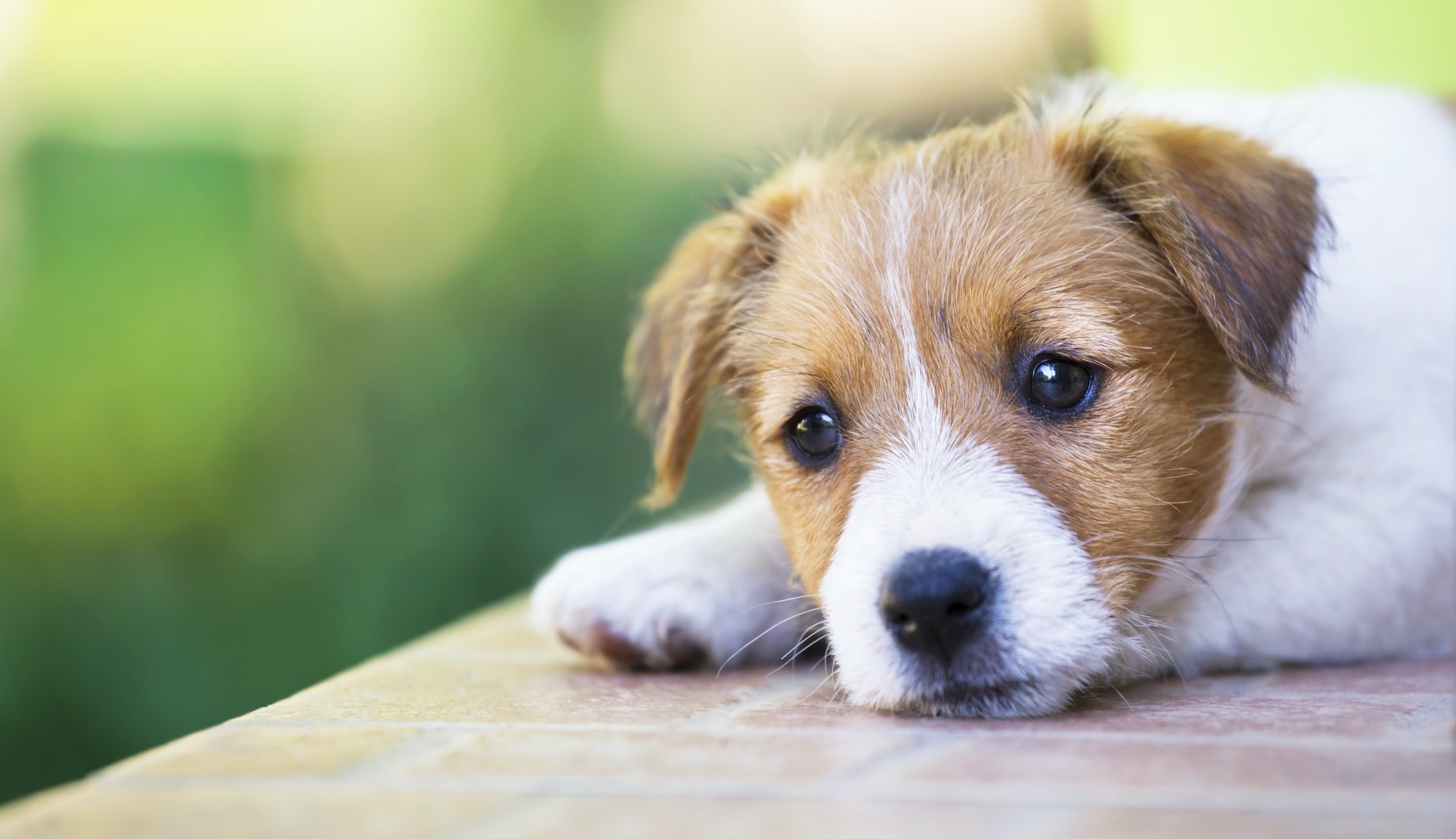 Adorable cute puppy thinking - dog therapy concept